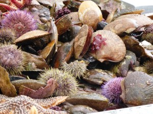 Casual bounty from the sea